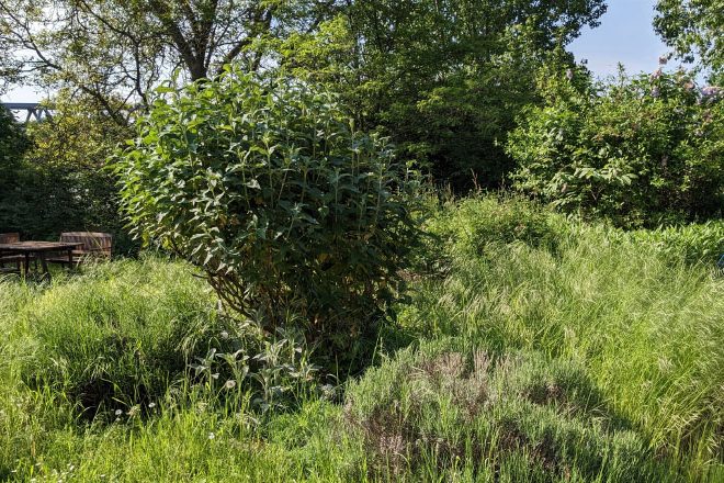 Alles überwuchert Alles überwuchert